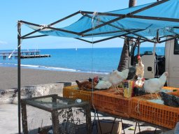 Vis et Lutz : Nos premiers visiteurs !